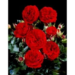 'Kronborg'™ Rosa X 'Kronborg'™ (Slotsrose) A-Kvalitet,- Barrods Roser Min. 3 Grene -Osmo Salgsbutik fi4542 rosa kronborg poultry n 7b33