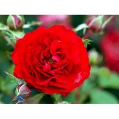 'Kronborg'™ Rosa X 'Kronborg'™ (Slotsrose) A-Kvalitet,- Barrods Roser Min. 3 Grene -Osmo Salgsbutik fi4542 rosa kronborg poultry n cf14