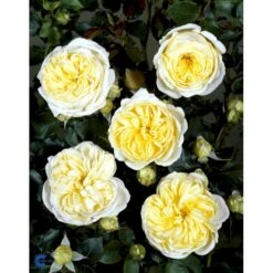 'Kronprinsesse Mary'™ Rosa X 'Kronprinsesse Mary'™ (Slotsrose) A-Kvalitet,- Barrods Roser Min. 3 Grene -Osmo Salgsbutik fi4543 rosa kronprinsesse mary poulcas006 n 33d5