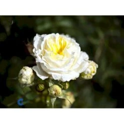 'Kronprinsesse Mary'™ Rosa X 'Kronprinsesse Mary'™ (Slotsrose) A-Kvalitet,- Barrods Roser Min. 3 Grene -Osmo Salgsbutik fi4543 rosa kronprinsesse mary poulcas006 n e45a