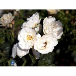 'La Paloma 85'® Rosa X 'La Paloma 85'® (Buketrose) A-Kvalitet,- Barrods Roser Min. 3 Grene -Osmo Salgsbutik fi4551 rosa la paloma dd3e