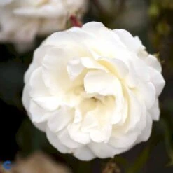 'La Paloma 85'® Rosa X 'La Paloma 85'® (Buketrose) A-Kvalitet,- Barrods Roser Min. 3 Grene -Osmo Salgsbutik fi4551 rosa la paloma ff0b