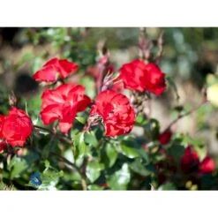 'La Sevillana' Rosa X 'La Sevillana' (Buketrose) A-Kvalitet,- Barrods Roser Min. 3 Grene -Osmo Salgsbutik fi4556 rosa la sevillana 7181