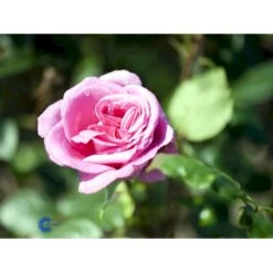 'Lady Like'® Rosa X 'Lady Like'® (Storblomstrende) A-Kvalitet,- Barrods Roser Min. 3 Grene -Osmo Salgsbutik fi4560 rosa lady like d592