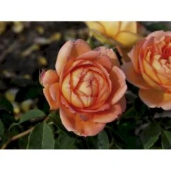 'Lady Of Shalott' Rosa X 'Lady Of Shalott' (Engelsk Rose) A-Kvalitet,- Barrods Roser Min. 3 Grene 19 'Lady Of Shalott' Rosa X 'Lady Of Shalott' (Engelsk Rose) A-Kvalitet,- Barrods Roser Min. 3 Grene -Osmo Salgsbutik fi4563 rosa lady of shalott ausnyson 4bd9