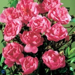 'Lavender Cover'® Rosa X 'Lavender Cover'® (Bunddækkerose) A-Kvalitet,- Barrods Roser Min. 3 Grene 11 'Lavender Cover'® Rosa X 'Lavender Cover'® (Bunddækkerose) A-Kvalitet,- Barrods Roser Min. 3 Grene -Osmo Salgsbutik fi4580 rosa lavender cover poulrust n f591