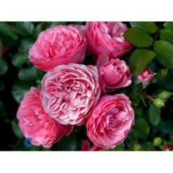 'Leonardo Da Vinci'® Rosa X 'Leonardo Da Vinci'® (Buketrose) A-Kvalitet,- Barrods Roser Min. 3 Grene -Osmo Salgsbutik fi4592 rosa leonardo da vinci 1e96