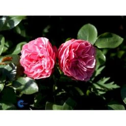 'Leonardo Da Vinci'® Rosa X 'Leonardo Da Vinci'® (Buketrose) A-Kvalitet,- Barrods Roser Min. 3 Grene -Osmo Salgsbutik fi4592 rosa leonardo da vinci 55ba
