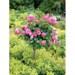'Leonardo Da Vinci'® Rosa X 'Leonardo Da Vinci'® (Buketrose) A-Kvalitet,- Barrods Roser Min. 3 Grene -Osmo Salgsbutik fi4592 rosa leonardo da vinci 6510