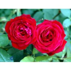 'Leonora Christine'® Rosa X 'Leonora Christine'® (Storblomstrende) A-Kvalitet,- Barrods Roser Min. 3 Grene -Osmo Salgsbutik fi4593 rosa leonora christine 33d1