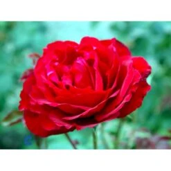 'Leonora Christine'® Rosa X 'Leonora Christine'® (Storblomstrende) A-Kvalitet,- Barrods Roser Min. 3 Grene -Osmo Salgsbutik fi4593 rosa leonora christine 3f58