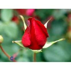 'Leonora Christine'® Rosa X 'Leonora Christine'® (Storblomstrende) A-Kvalitet,- Barrods Roser Min. 3 Grene -Osmo Salgsbutik fi4593 rosa leonora christine c19d