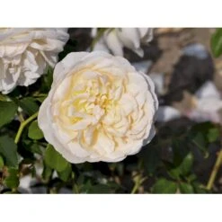'Lichfield Angel'™ Rosa X 'Lichfield Angel'™ (Engelsk Rose) A-Kvalitet,- Barrods Roser Min. 3 Grene -Osmo Salgsbutik fi4596 rosa lichfield angel ausrelate 8ad6