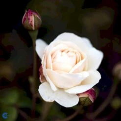 'Lichfield Angel'™ Rosa X 'Lichfield Angel'™ (Engelsk Rose) A-Kvalitet,- Barrods Roser Min. 3 Grene -Osmo Salgsbutik fi4596 rosa lichfield angel ausrelate 9ea0