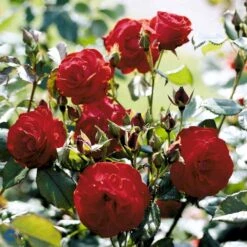 'Lichterloh'® Rosa X 'Lichterloh'® (Buketrose) A-Kvalitet,- Barrods Roser Min. 3 Grene -Osmo Salgsbutik fi4597 rosa lichterloh cc89