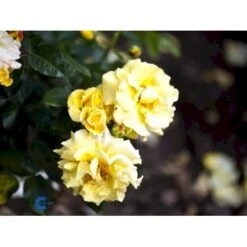 'Lichtkönigin Lucia'® Rosa X 'Lichtkönigin Lucia'® (Buketrose) A-Kvalitet,- Barrods Roser Min. 3 Grene -Osmo Salgsbutik fi4598 rosa lichtkoenigin lucia 25a2