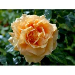 'Lichtkönigin Lucia'® Rosa X 'Lichtkönigin Lucia'® (Buketrose) A-Kvalitet,- Barrods Roser Min. 3 Grene -Osmo Salgsbutik fi4598 rosa lichtkoenigin lucia 9b5c