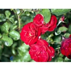 'Lilli Marleen'® Rosa X 'Lilli Marleen'® (Buketrose) A-Kvalitet,- Barrods Roser Min. 3 Grene -Osmo Salgsbutik fi4604 rosa lilli marleen d9df