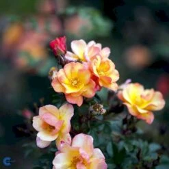 'Linnaeus'™ Rosa X 'Linnaeus'™ (Bunddækkerose) A-Kvalitet,- Barrods Roser Min. 3 Grene 27 'Linnaeus'™ Rosa X 'Linnaeus'™ (Bunddækkerose) A-Kvalitet,- Barrods Roser Min. 3 Grene -Osmo Salgsbutik fi4608 rosa linnaeus tm poulcot010 n 0f08