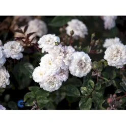 'Little White Pet' Rosa X Sempervirens 'Little White Pet' A-Kvalitet,- Barrods Roser Min. 3 Grene -Osmo Salgsbutik fi4609 rosa little white pet bfbf