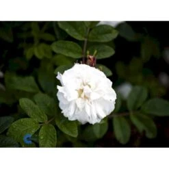 Rynket Rose 'Louise Bugnet' Rosa Rugosa 'Louise Bugnet' A-Kvalitet,- Barrods Roser Min. 3 Grene -Osmo Salgsbutik fi4617 rosa louise bugnet d492