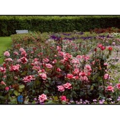 'Louisiana'® Rosa X 'Louisiana'® (Storblomstrende) A-Kvalitet,- Barrods Roser Min. 3 Grene -Osmo Salgsbutik fi4620 rosa louisiana 619f