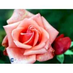 'Louisiana'® Rosa X 'Louisiana'® (Storblomstrende) A-Kvalitet,- Barrods Roser Min. 3 Grene -Osmo Salgsbutik fi4620 rosa louisiana 9d75