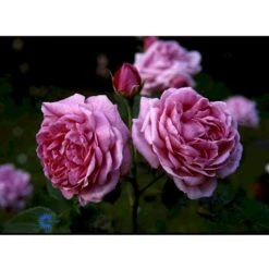 'Magna Charta' Rosa Remontant 'Magna Charta' (Remontantrose) A-Kvalitet,- Barrods Roser Min. 3 Grene -Osmo Salgsbutik fi4637 rosa magna charta 1f69