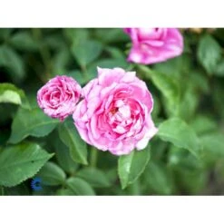 'Magna Charta' Rosa Remontant 'Magna Charta' (Remontantrose) A-Kvalitet,- Barrods Roser Min. 3 Grene -Osmo Salgsbutik fi4637 rosa magna charta 9036