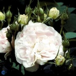 'Maidens Blush' Rosa Alba 'Maidens Blush' (Albarose) A-Kvalitet,- Barrods Roser Min. 3 Grene -Osmo Salgsbutik fi4641 rosa maiden s blush 06f2