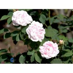 'Maidens Blush' Rosa Alba 'Maidens Blush' (Albarose) A-Kvalitet,- Barrods Roser Min. 3 Grene -Osmo Salgsbutik fi4641 rosa maiden s blush 7170