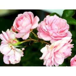 'Mamma Mia'™ Rosa X 'Mamma Mia'™ (Slyngrose) A-Kvalitet,- Barrods Roser Min. 3 Grene -Osmo Salgsbutik fi4652 rosa mamma mia tm poulcy013 n 3570