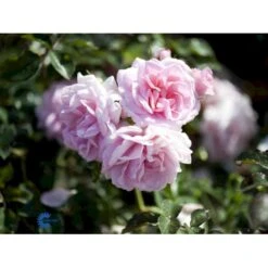 'Mamma Mia'™ Rosa X 'Mamma Mia'™ (Slyngrose) A-Kvalitet,- Barrods Roser Min. 3 Grene -Osmo Salgsbutik fi4652 rosa mamma mia tm poulcy013 n 799b