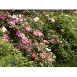 'Marguerite Hilling' Rosa Moyesii 'Marguerite Hilling' (Mandarinrose) A-Kvalitet,- Barrods Roser Min. 3 Grene -Osmo Salgsbutik fi4659 rosa marguerite hilling 369f