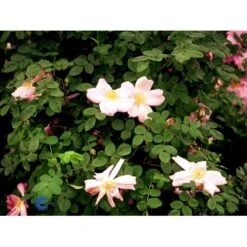 'Marguerite Hilling' Rosa Moyesii 'Marguerite Hilling' (Mandarinrose) A-Kvalitet,- Barrods Roser Min. 3 Grene -Osmo Salgsbutik fi4659 rosa marguerite hilling 6964