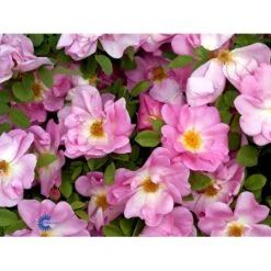 'Marguerite Hilling' Rosa Moyesii 'Marguerite Hilling' (Mandarinrose) A-Kvalitet,- Barrods Roser Min. 3 Grene -Osmo Salgsbutik fi4659 rosa marguerite hilling a342