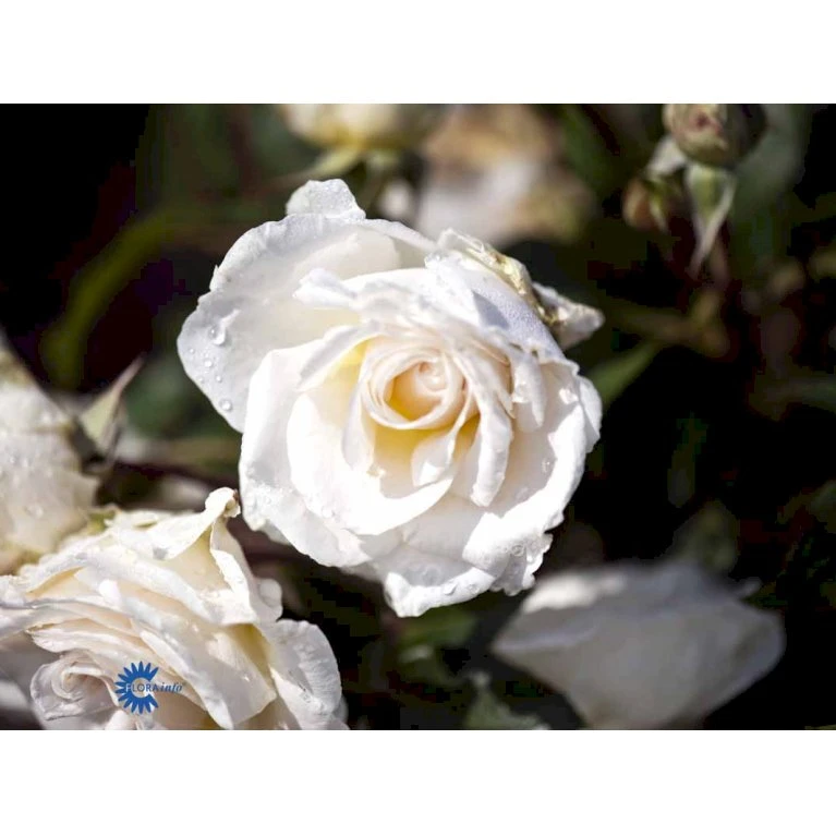 'Marvellous'™ Rosa X 'Marvellous'™ (Storblomstrende) A-Kvalitet,- Barrods Roser Min. 3 Grene 5 'Marvellous'™ Rosa X 'Marvellous'™ (Storblomstrende) A-Kvalitet,- Barrods Roser Min. 3 Grene - Billede 5