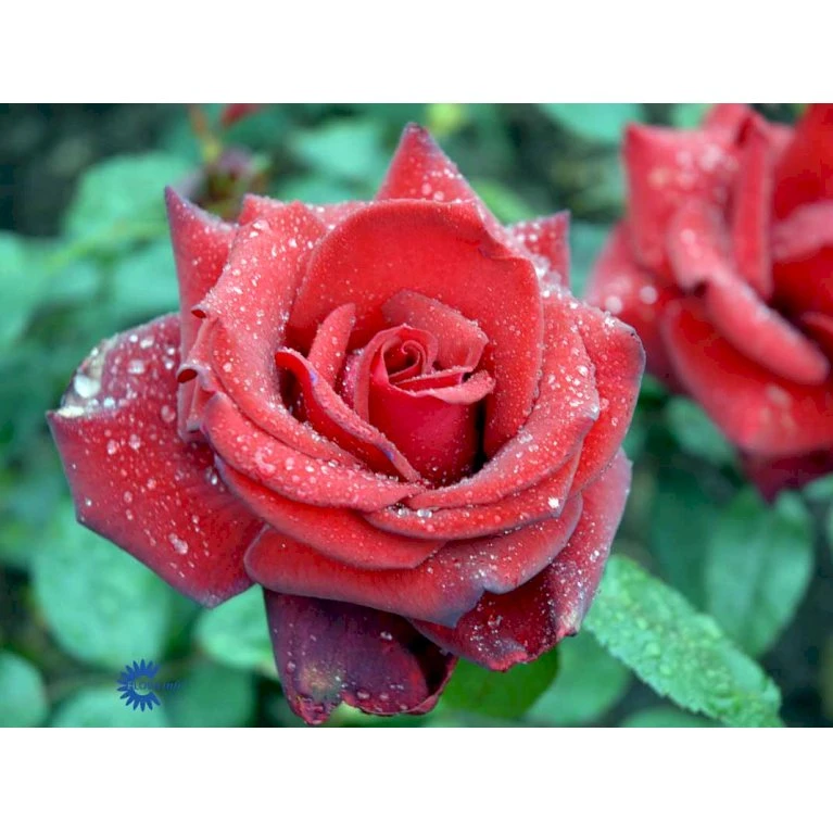 'Miss Schweiz'® Rosa X 'Miss Schweiz'® (Storblomstrende) 3,0 Liter Potte 5 'Miss Schweiz'® Rosa X 'Miss Schweiz'® (Storblomstrende) 3,0 Liter Potte - Billede 5