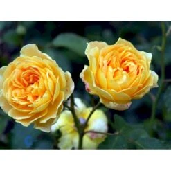 'Molineux' Rosa X 'Molineux' (Engelsk Rose) A-Kvalitet,- Barrods Roser Min. 3 Grene -Osmo Salgsbutik fi4723 rosa molineux ausmol 44af