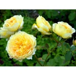 'Molineux' Rosa X 'Molineux' (Engelsk Rose) A-Kvalitet,- Barrods Roser Min. 3 Grene -Osmo Salgsbutik fi4723 rosa molineux ausmol 52da
