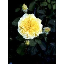 'Molineux' Rosa X 'Molineux' (Engelsk Rose) A-Kvalitet,- Barrods Roser Min. 3 Grene -Osmo Salgsbutik fi4723 rosa molineux ausmol 5557