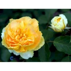 'Molineux' Rosa X 'Molineux' (Engelsk Rose) A-Kvalitet,- Barrods Roser Min. 3 Grene -Osmo Salgsbutik fi4723 rosa molineux ausmol 895f