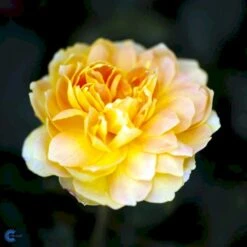 'Molineux' Rosa X 'Molineux' (Engelsk Rose) A-Kvalitet,- Barrods Roser Min. 3 Grene -Osmo Salgsbutik fi4723 rosa molineux ausmol a1be