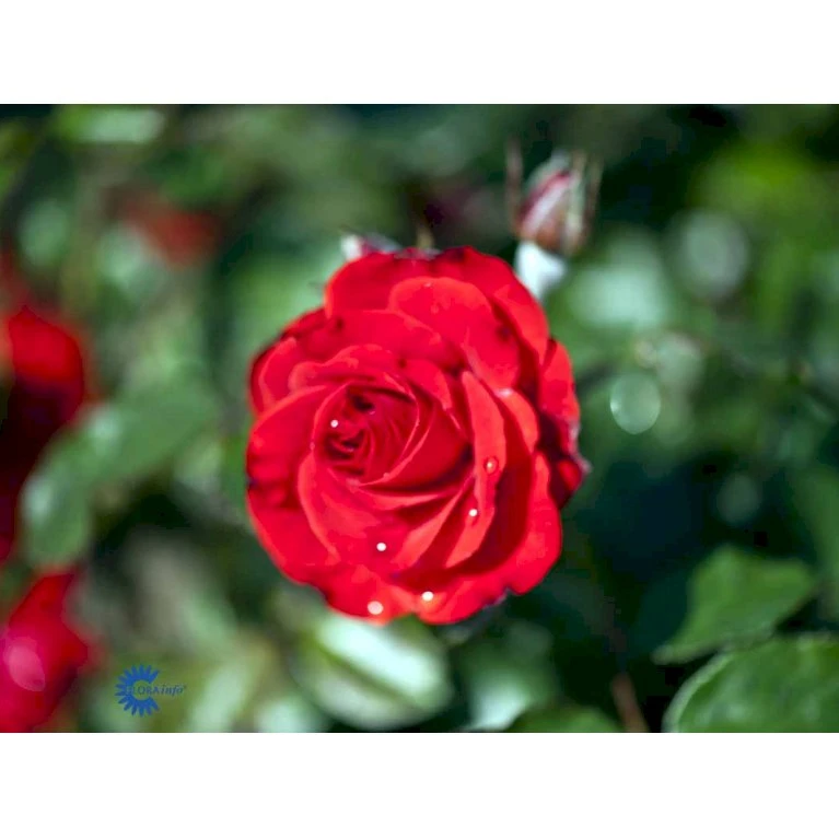 'Montana'® Rosa X 'Montana'® (Buketrose) A-Kvalitet,- Barrods Roser Min. 3 Grene 4 'Montana'® Rosa X 'Montana'® (Buketrose) A-Kvalitet,- Barrods Roser Min. 3 Grene - Billede 4