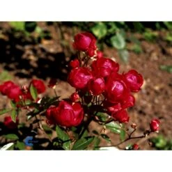 'Morsdag' Rosa X 'Morsdag' (miniaturerose) A-Kvalitet,- Barrods Roser Min. 3 Grene -Osmo Salgsbutik fi4732 rosa mors dag 6dd4