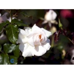 'Morten Korch' Rosa X 'Morten Korch' (Storblomstrende) A-Kvalitet,- Barrods Roser Min. 3 Grene -Osmo Salgsbutik fi4734 rosa morten korch 27a6