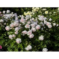 'Morten Korch' Rosa X 'Morten Korch' (Storblomstrende) A-Kvalitet,- Barrods Roser Min. 3 Grene -Osmo Salgsbutik fi4734 rosa morten korch 6750