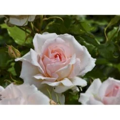 'Morten Korch' Rosa X 'Morten Korch' (Storblomstrende) A-Kvalitet,- Barrods Roser Min. 3 Grene -Osmo Salgsbutik fi4734 rosa morten korch 71a5