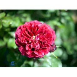 'Nadia™ Renaissance'® Rosa X 'Nadia™ Renaissance'® A-Kvalitet,- Barrods Roser Min. 3 Grene 9 'Nadia™ Renaissance'® Rosa X 'Nadia™ Renaissance'® A-Kvalitet,- Barrods Roser Min. 3 Grene -Osmo Salgsbutik fi4749 rosa nadia poulen007 n a1ce