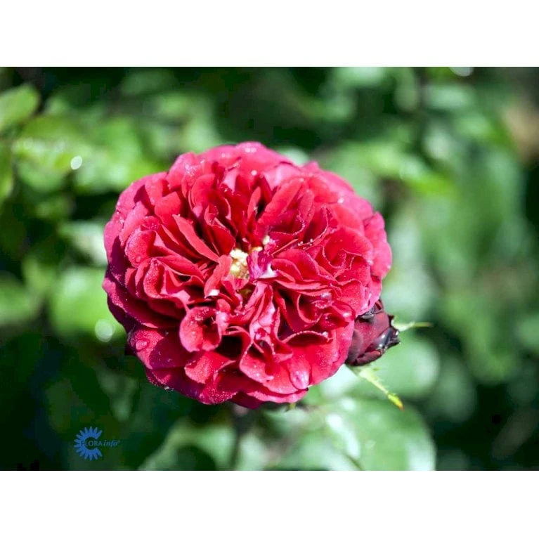 'Nadia™ Renaissance'® Rosa X 'Nadia™ Renaissance'® A-Kvalitet,- Barrods Roser Min. 3 Grene 5 'Nadia™ Renaissance'® Rosa X 'Nadia™ Renaissance'® A-Kvalitet,- Barrods Roser Min. 3 Grene - Billede 5